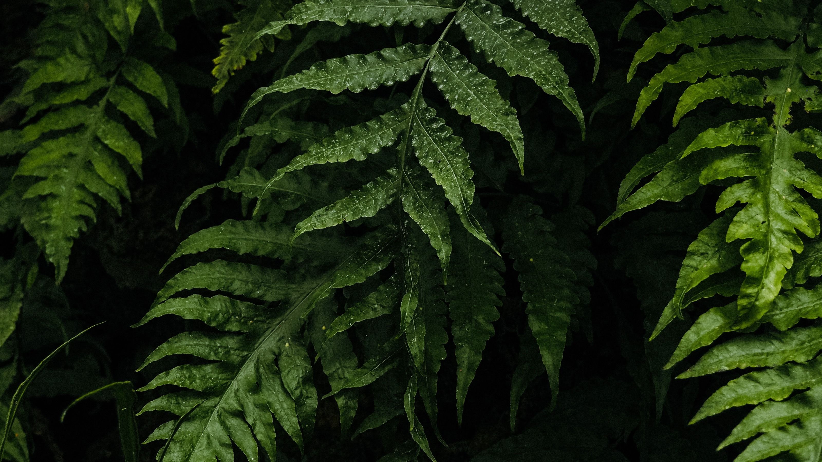 onlyfans Marina Dove๐ profile banner