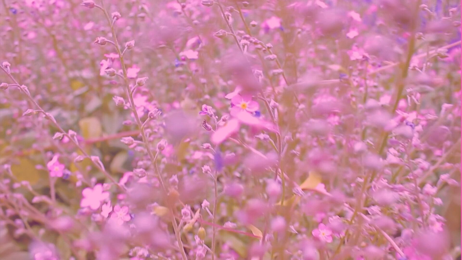 onlyfans ANTHONY profile banner