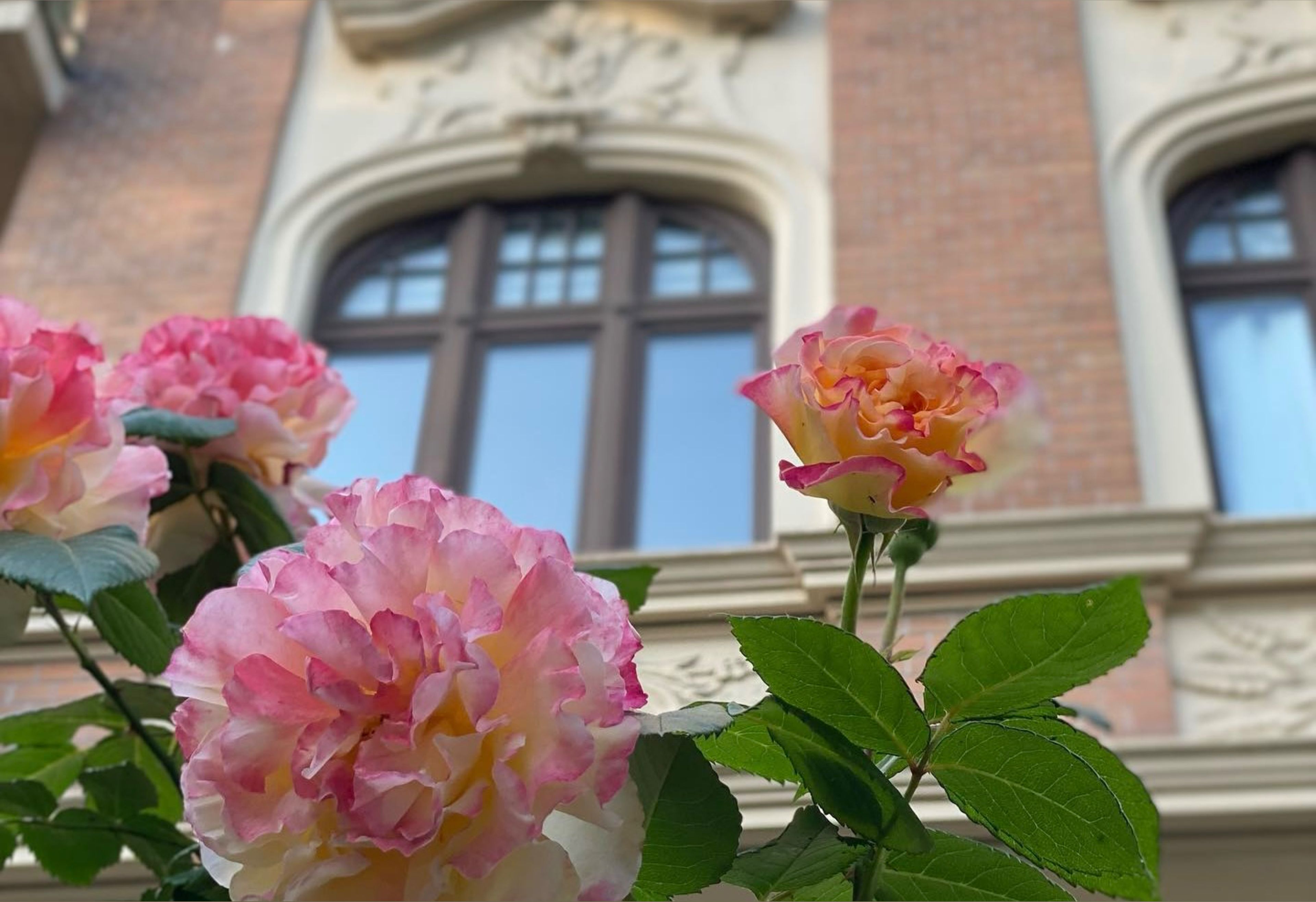 onlyfans madpeachy profile banner