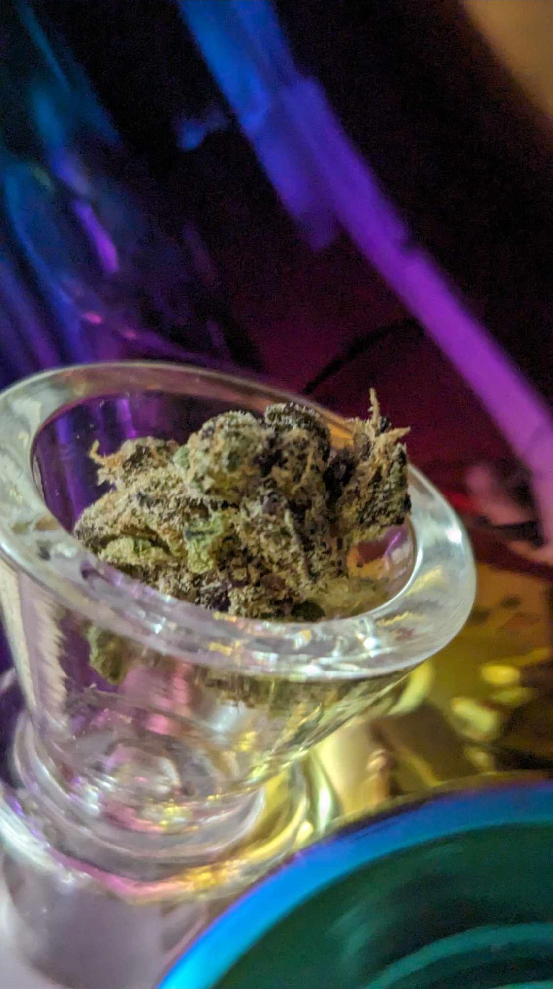 onlyfans Fennec Foxxx profile banner