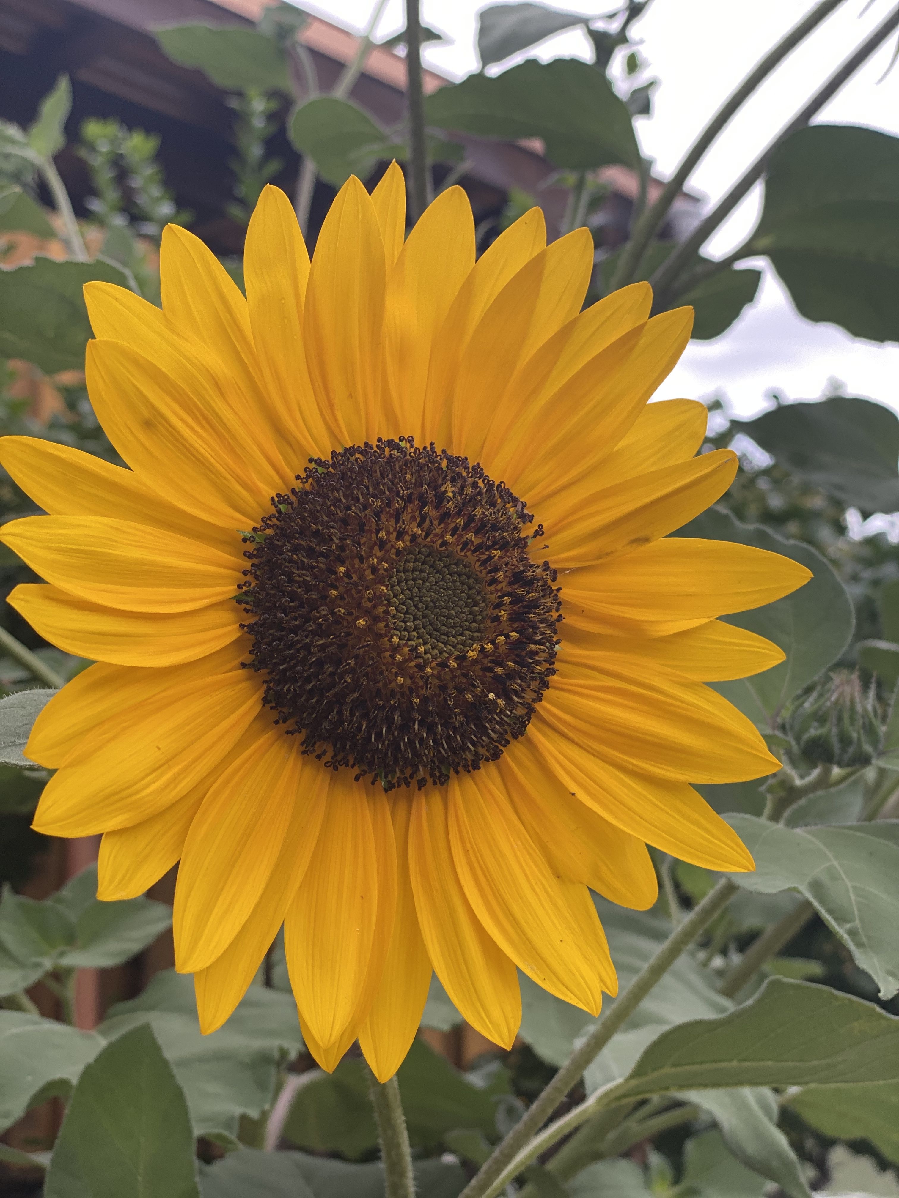 onlyfans Amber Artè profile banner