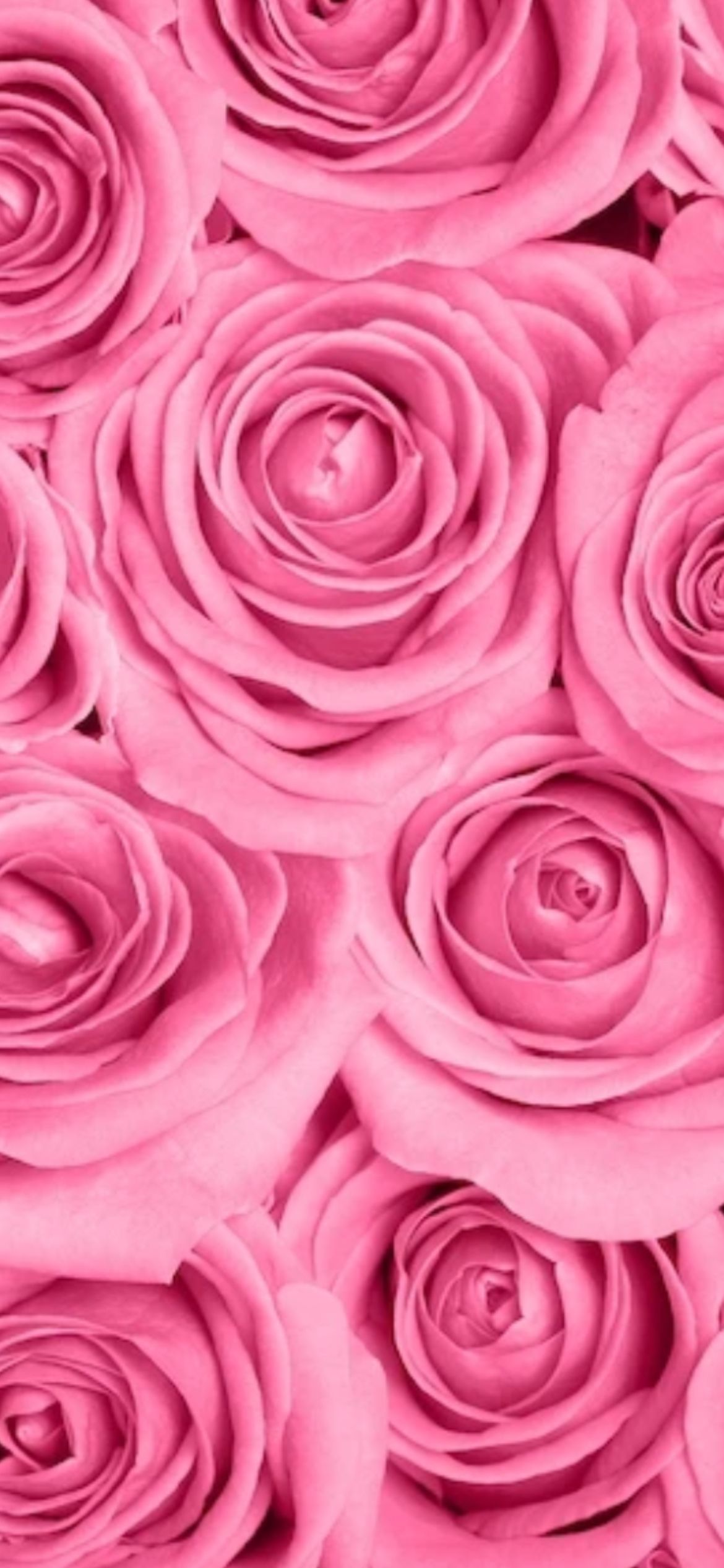 onlyfans C H A N E L profile banner