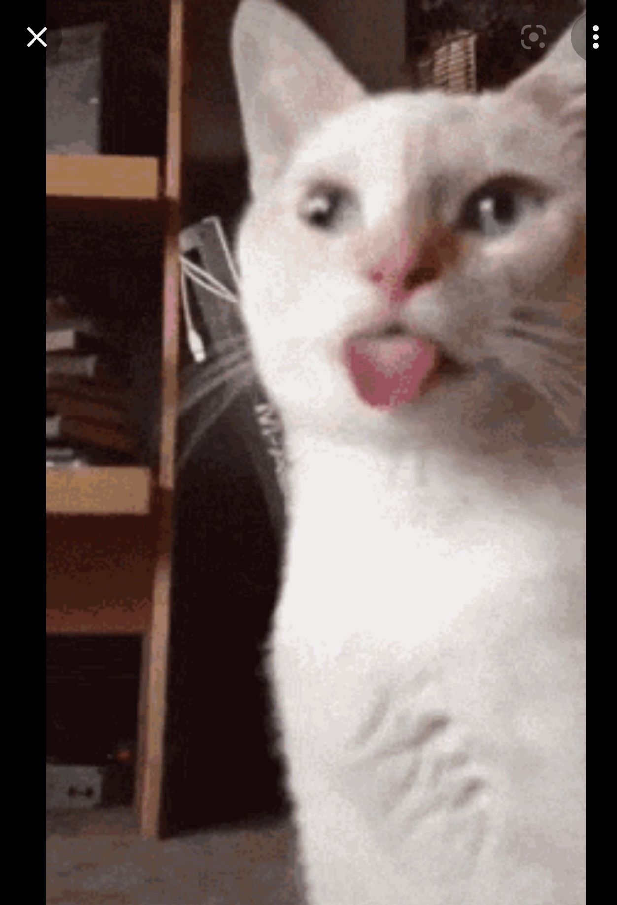 onlyfans Linda Gatita (pretty kitty) profile banner