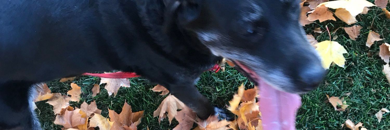 onlyfans Madeleine ๐ฐ profile banner